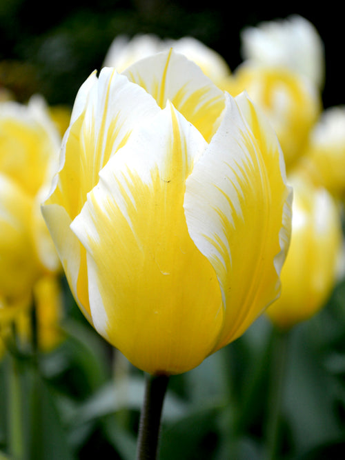 Tulpan Sweetheart | Köp Tulpanlökar från Holland - DutchGrown™