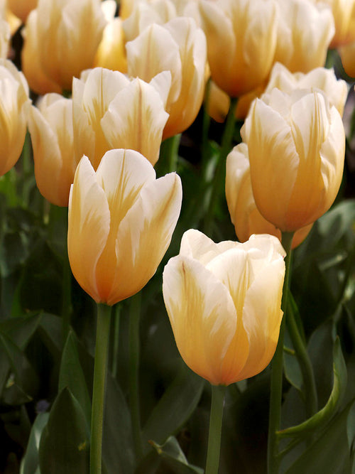 Tulpan Sweetheart | Köp Tulpanlökar från DutchGrown™