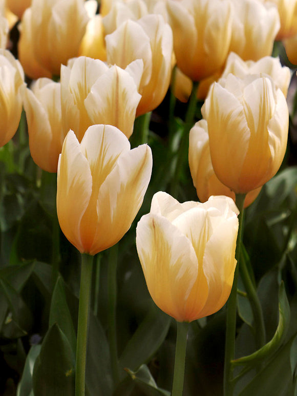 Tulpan Sweetheart | Köp Tulpanlökar från DutchGrown™