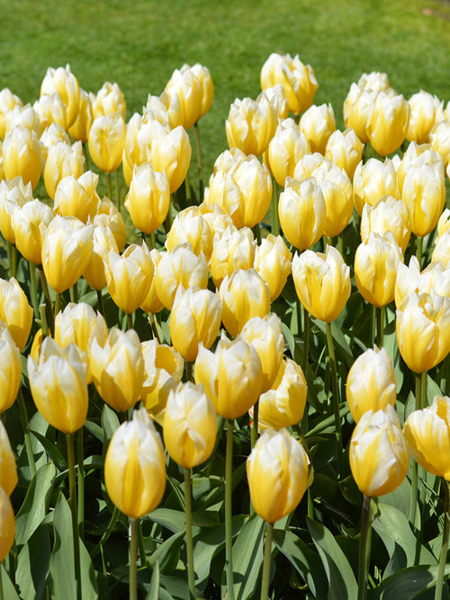 Tulpan Sweetheart | DutchGrown™