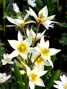 Tulpan Turkestanica