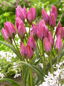 Tulpan Violetta