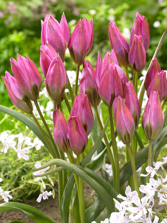 Botanisk tulpan i rosa toner