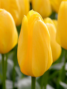 Tulpan Yellow Emperor