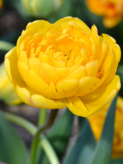 Tulpan Yellow Pomponette från Holland hos DutchGrown™