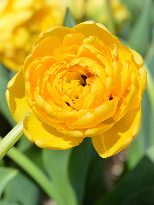 Tulpan Yellow Pomponette från DutchGrown™