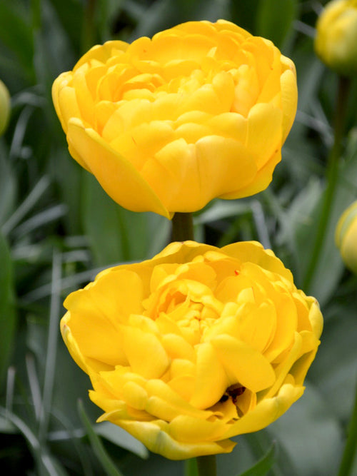 Tulpan Yellow Pomponette