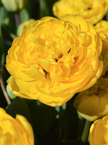 Tulpan Yellow Pomponette