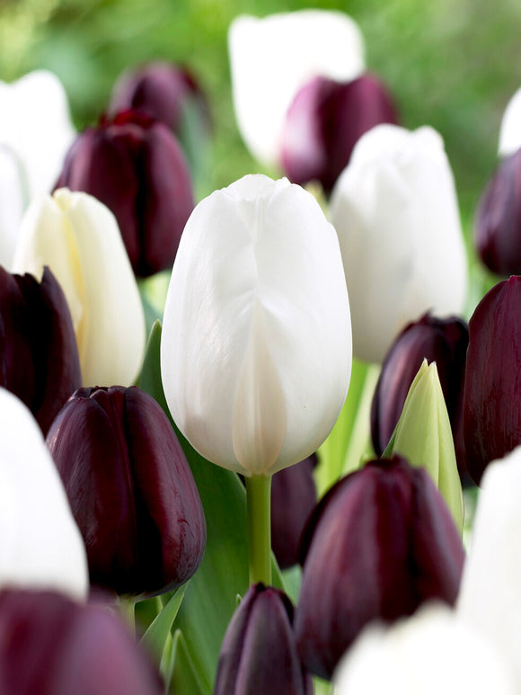 Köp Tulpan Zebra-kollektion | Blomsterlökar från DutchGrown™