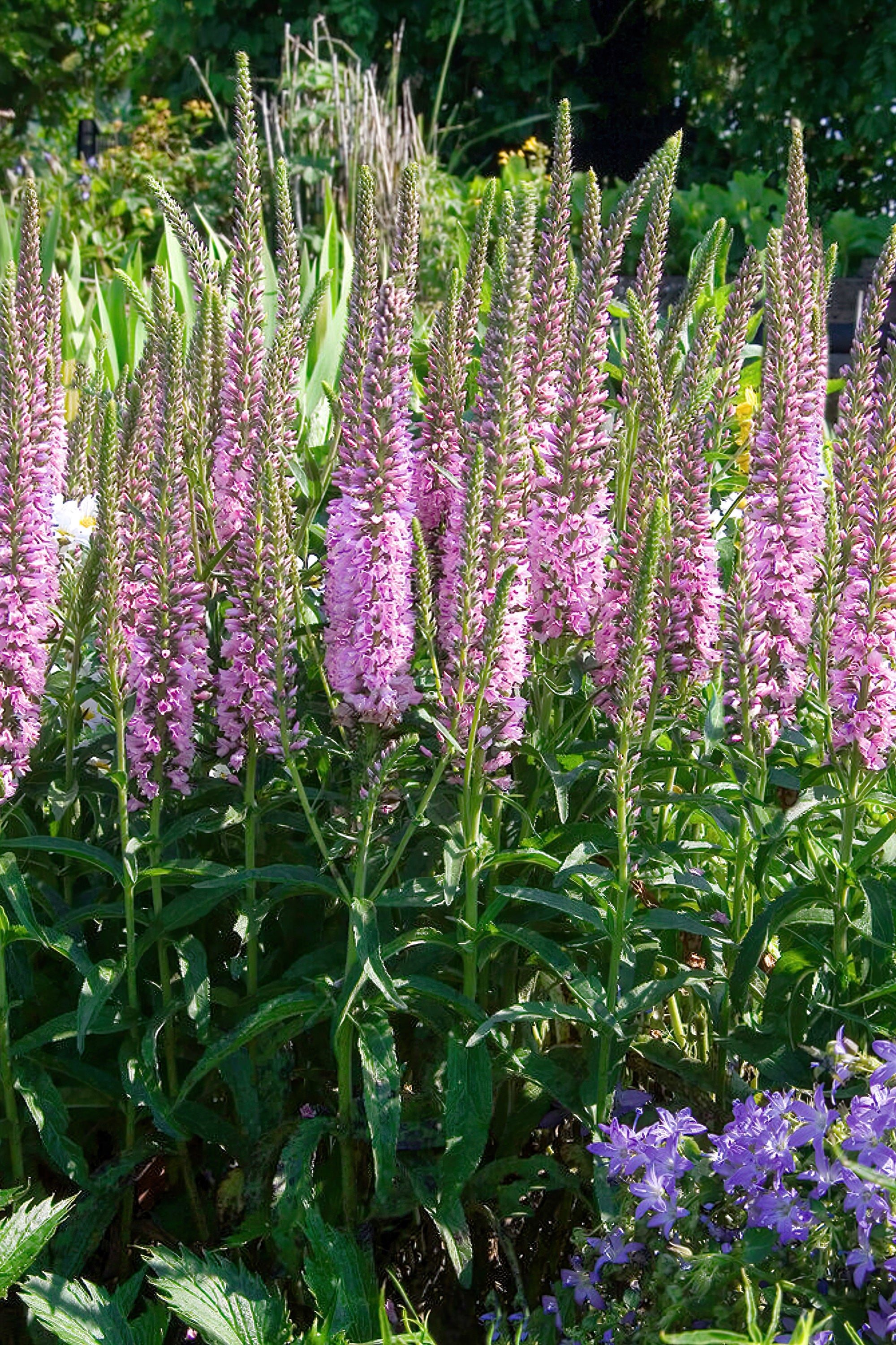 Köp 'Pink Eveline Speedwell' (Veronica longifolia, Strandveronika)