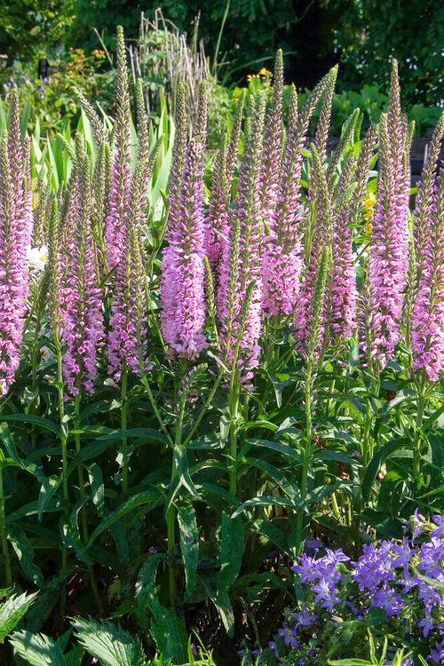 Pink Eveline Speedwell (Veronica longifolia, Strandveronika) Barrotade perenner