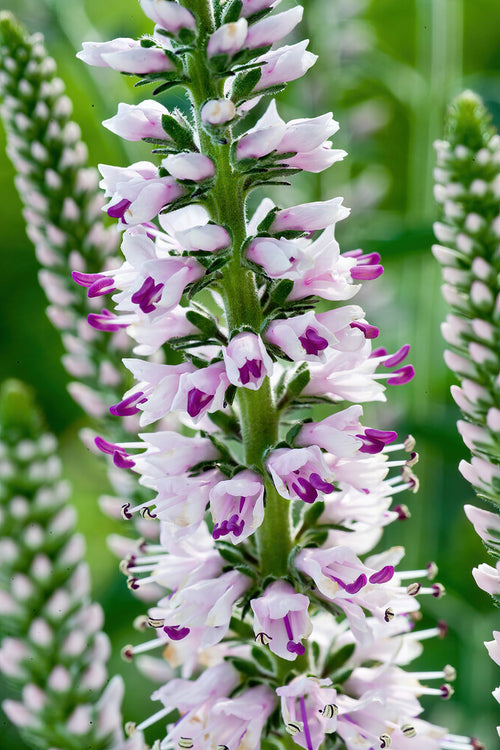 Köp Pink Eveline Speedwell (Veronica longifolia, Strandveronika)