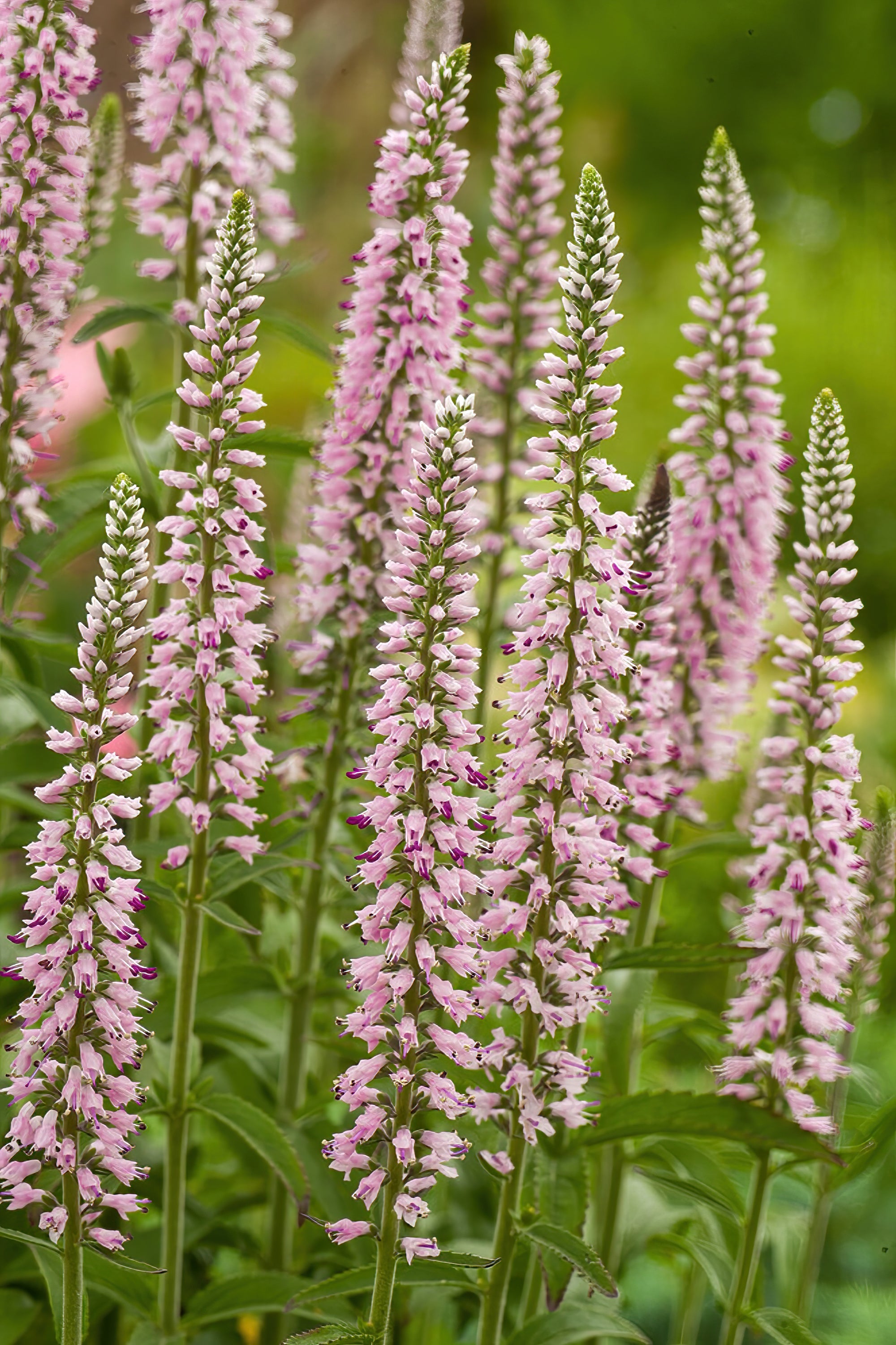 Köp 'Pink Eveline Speedwell' (Veronica longifolia, Strandveronika)
