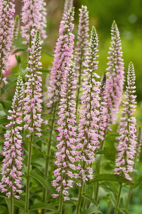 Pink Eveline Speedwell (Veronica longifolia, Strandveronika)