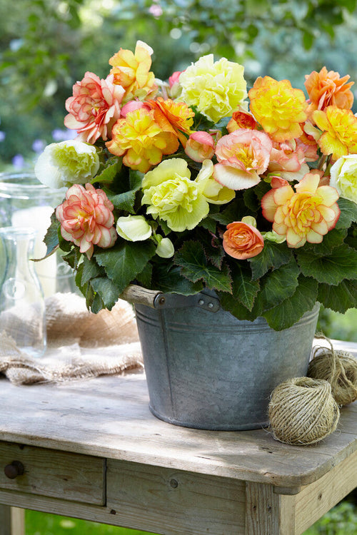 Begonia Wummi Maskerade högsta storlek online