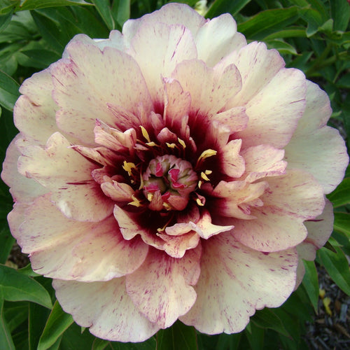 Luktpion Paeonia All That Jazz