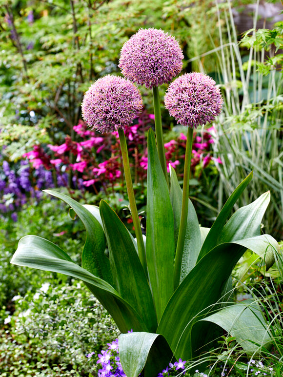 Köp Allium Lucky Balloons
