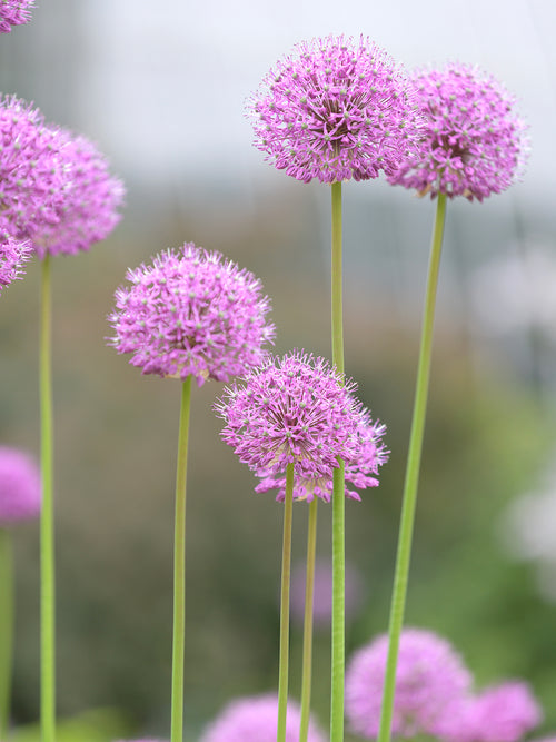 Allium Pink Sensation