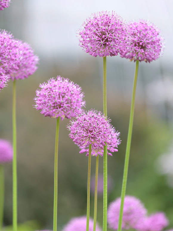 Allium Pink Sensation