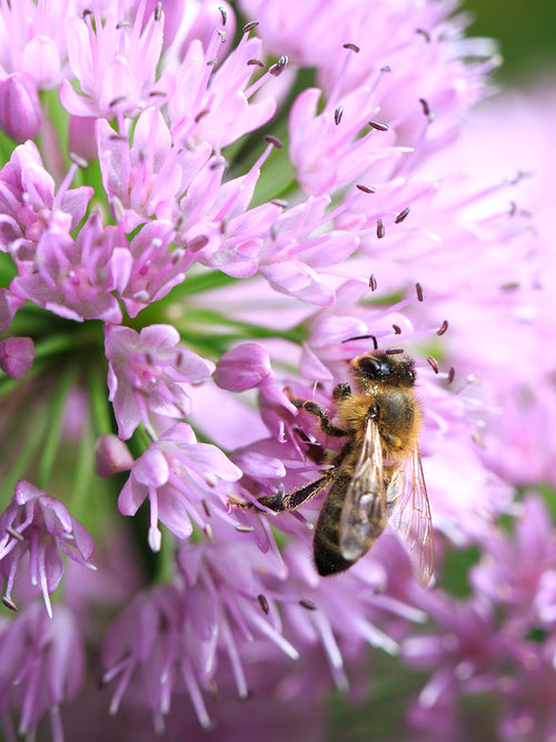 Köp Allium Pink Sensation från Holland hos DutchGrown™