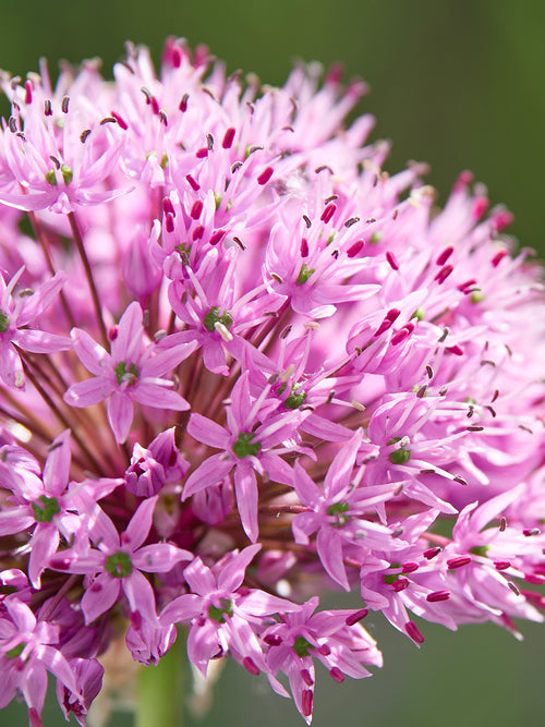 Köp Allium Pink Sensation från Holland hos DutchGrown™