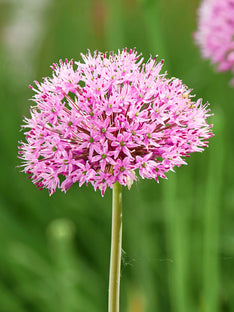 Allium Pink Sensation