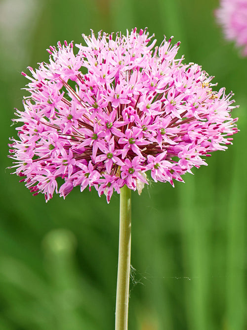 Köp Allium Pink Sensation 