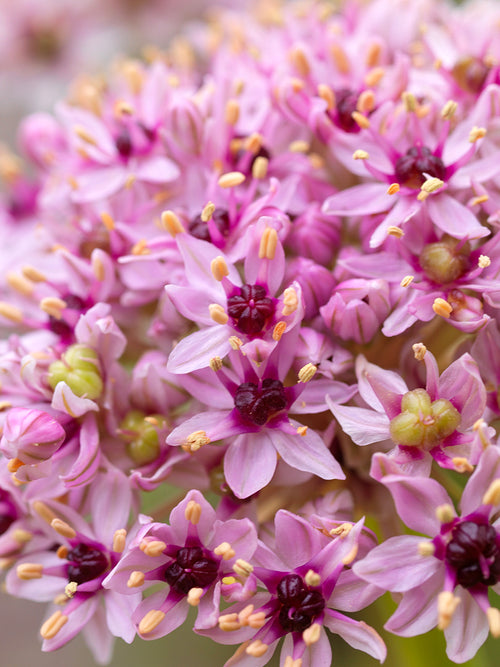 Allium Red Eye