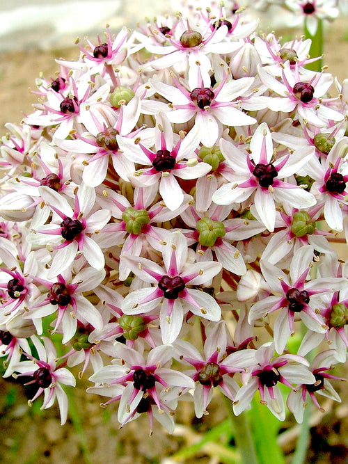 Allium Red Eye - Höstfrakt DutchGrown