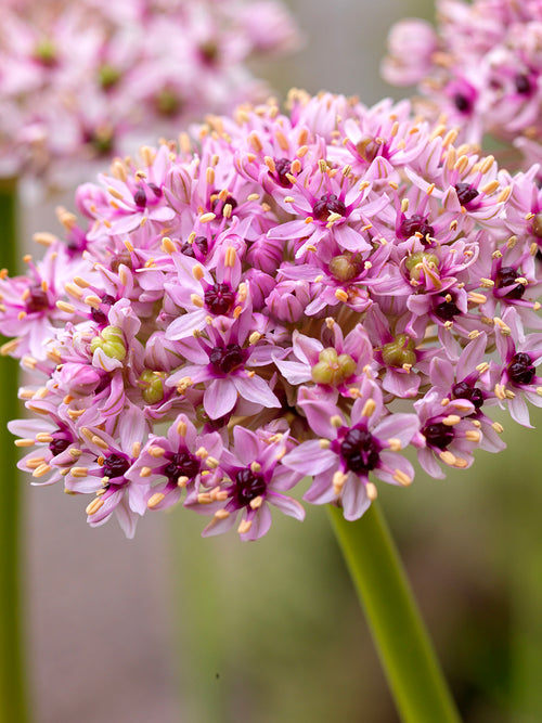 Allium Red Eye - Höstfrakt
