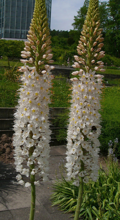 Eremurus (Jättestäpplilja) Robustus | DutchGrown™