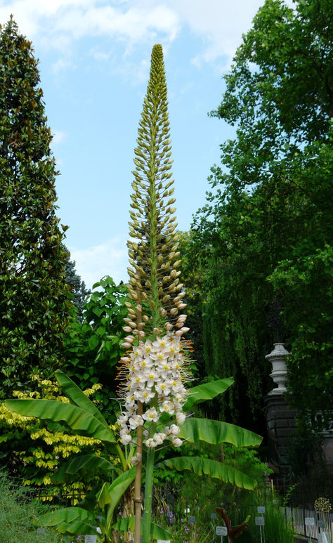 Köp Eremurus (Jättestäpplilja) Robustus från Holland | DutchGrown™