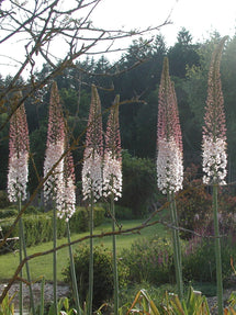 Eremurus (Jättestäpplilja) Robustus