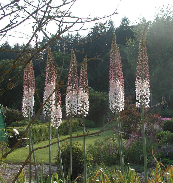 Köp Eremurus (Jättestäpplilja) Robustus | DutchGrown™