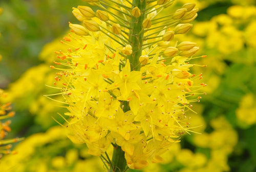 Eremurus Stenophylus Bungei (Gul stäpplilja) | DutchGrown™