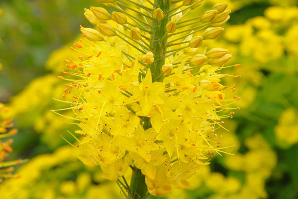 Eremurus Stenophylus Bungei (Gul stäpplilja) | DutchGrown™