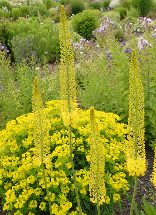 Köp Eremurus Stenophylus Bungei (Gul stäpplilja) | DutchGrown™