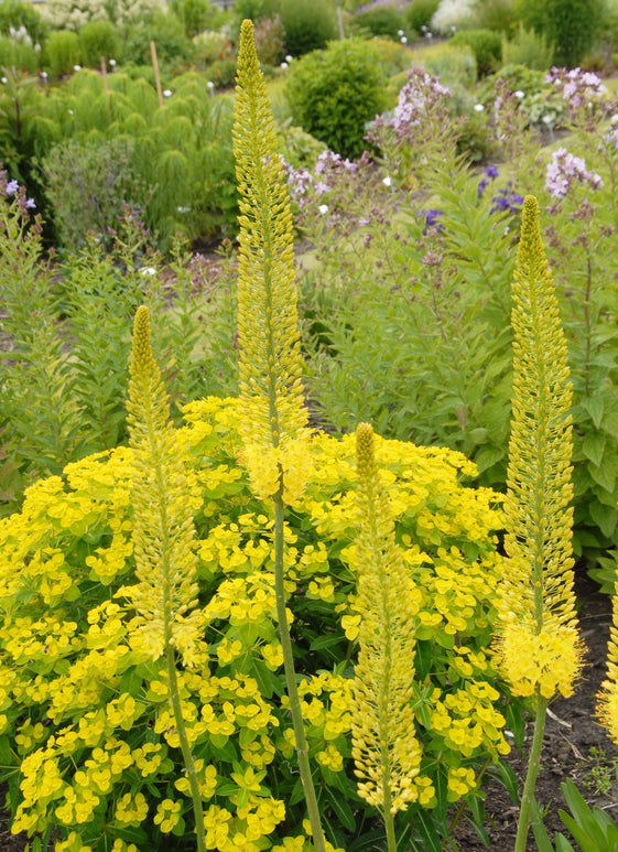 Köp Eremurus Stenophylus Bungei (Gul stäpplilja) | DutchGrown™