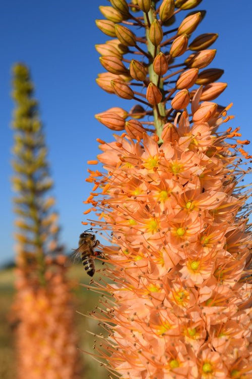 Eremurus Romance (Stäpplilja Romance) | DutchGrown™