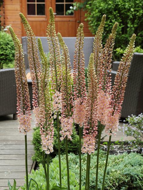 Köp Eremurus Romance (Stäpplilja Romance) | DutchGrown™