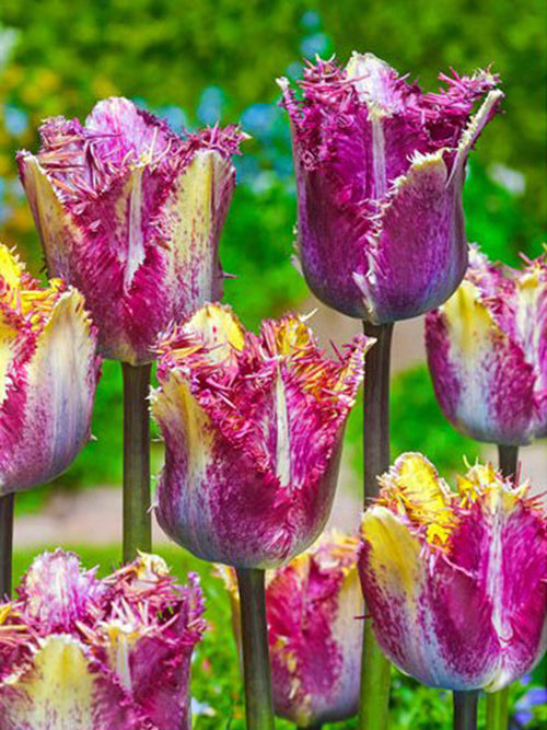 Köp Tulpan Colour Fusion Blomsterlökar 