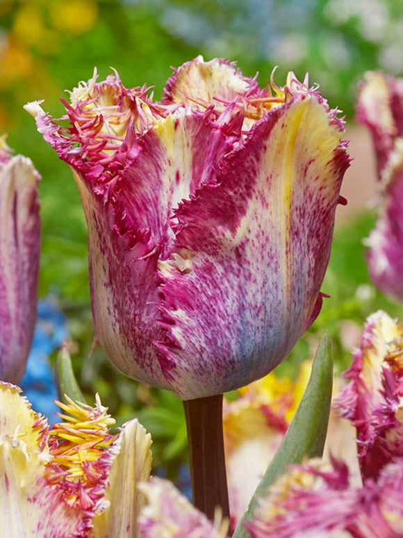 Köp Tulpan Colour Fusion Blomsterlökar från DutchGrown™