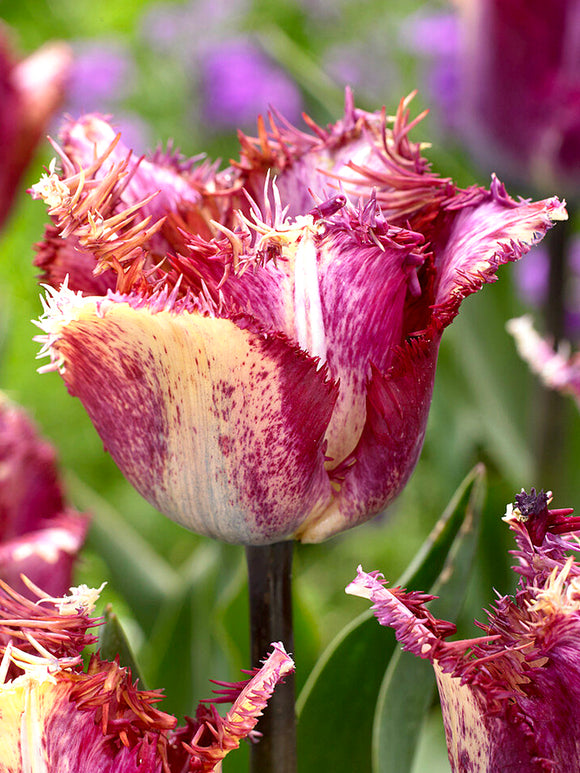 Tulpan Colour Fusion Blomsterlökar